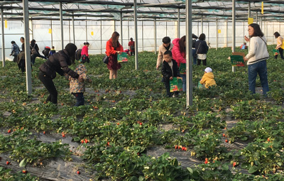 相約采摘草莓，盡享田園樂趣